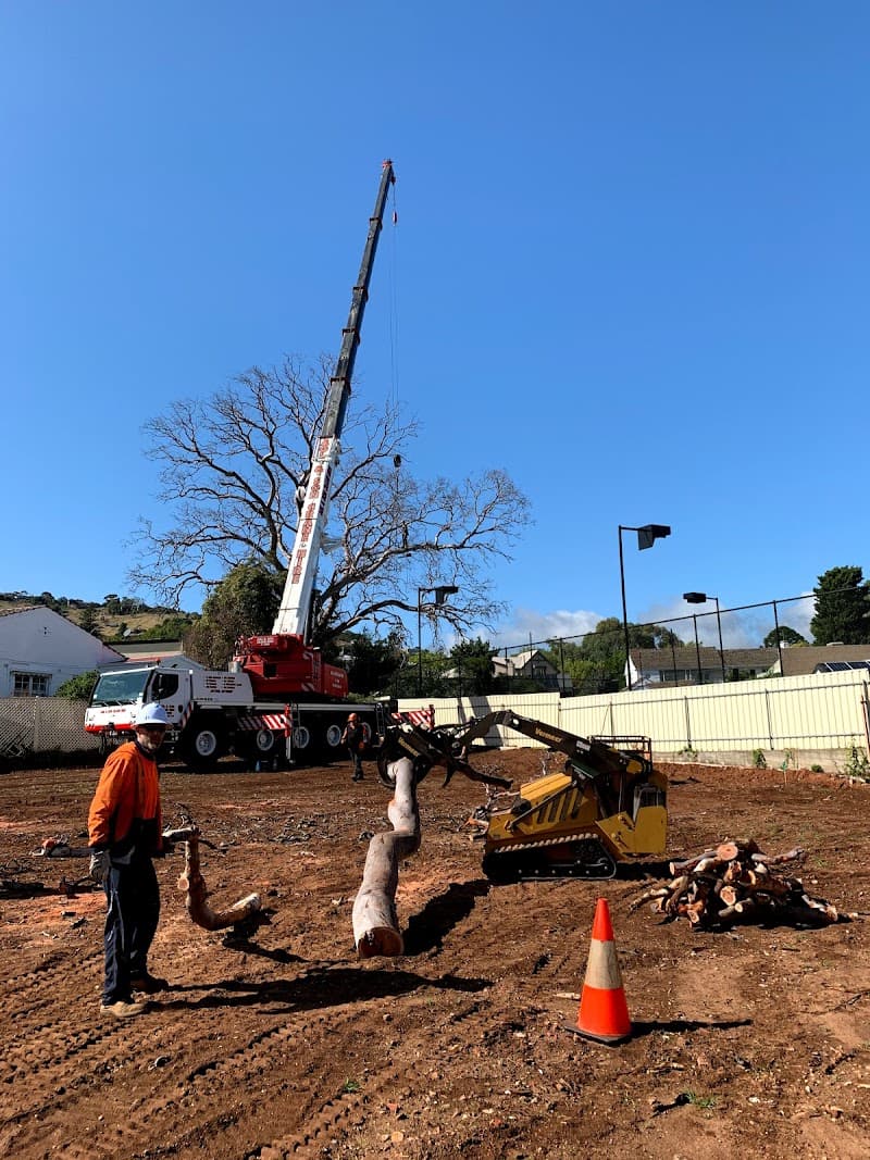 All Purpose Tree Services tree services work in Ottoway
