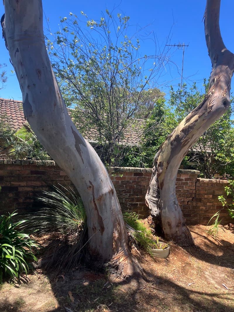 All Shire Pest Control pest control work in Miranda