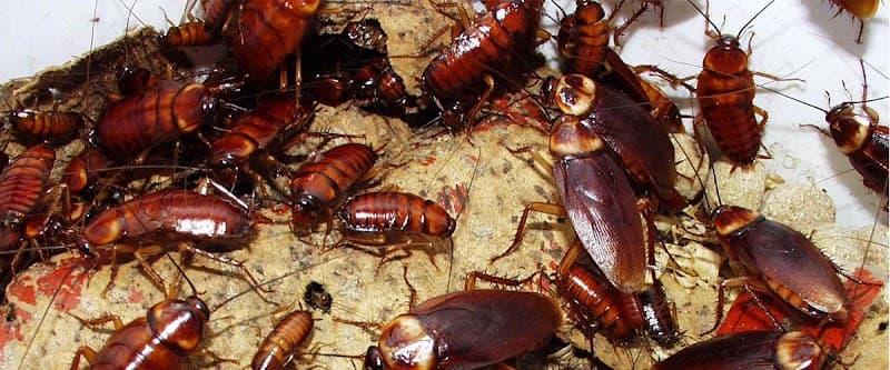 All Star Pest Control pest control work in Heddon Greta
