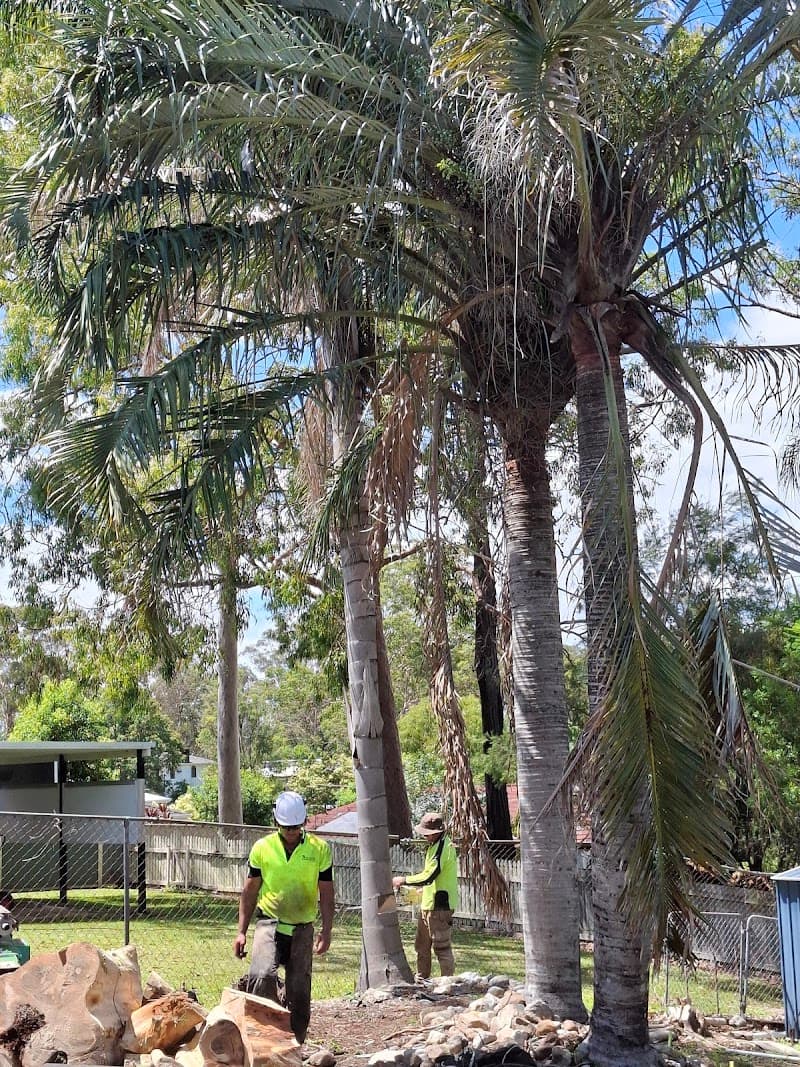 All Tree & Palm tree services work in Redcliffe