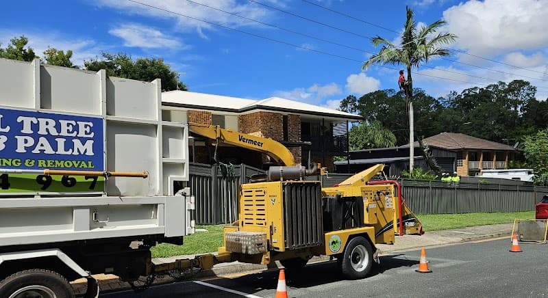 All Tree & Palm tree services work in Redcliffe