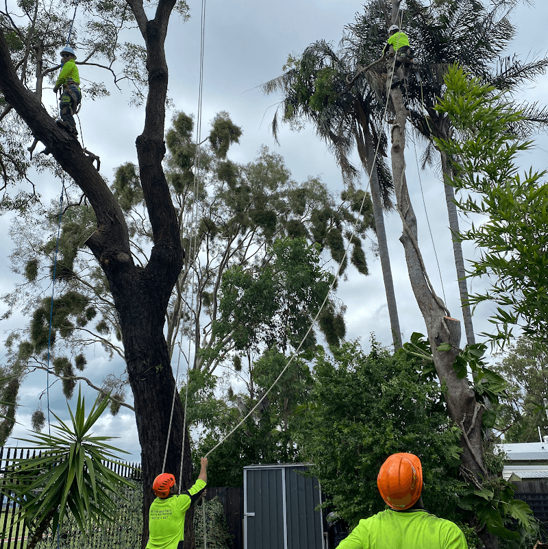 All Tree & Palm tree services work in Redcliffe