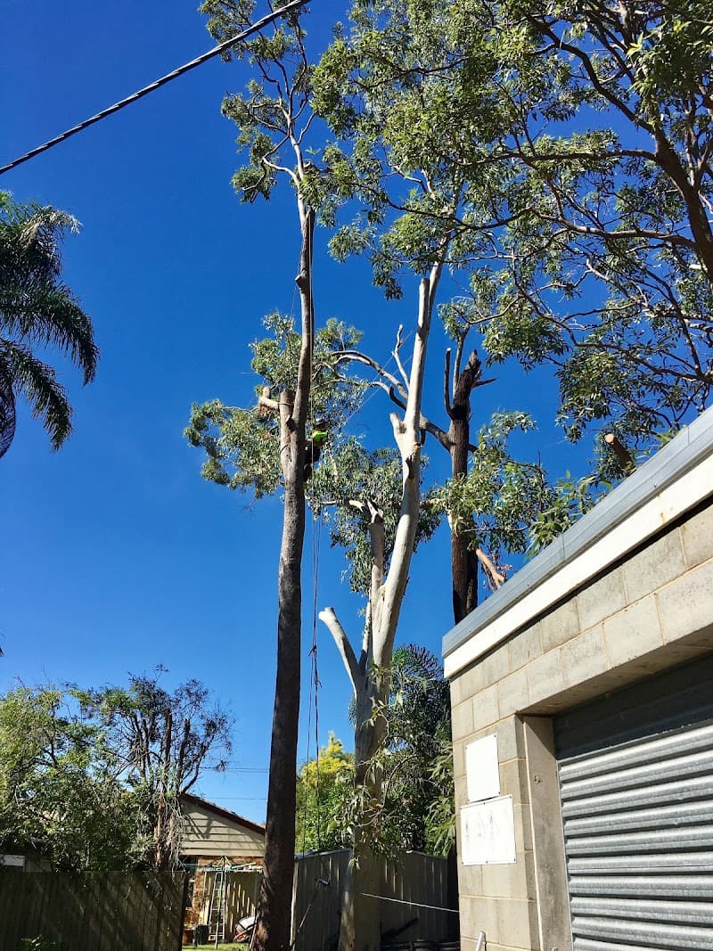 All Tree & Palm tree services work in Redcliffe