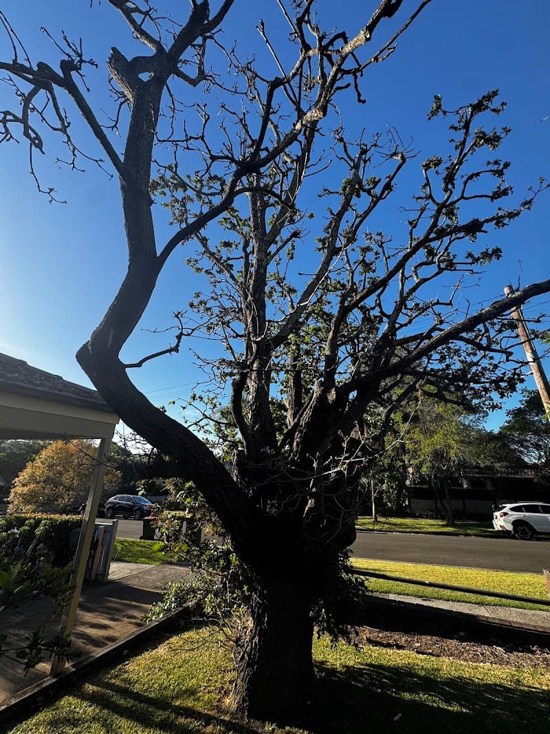 All tree services Canberra and Gosford tree services work in Queanbeyan