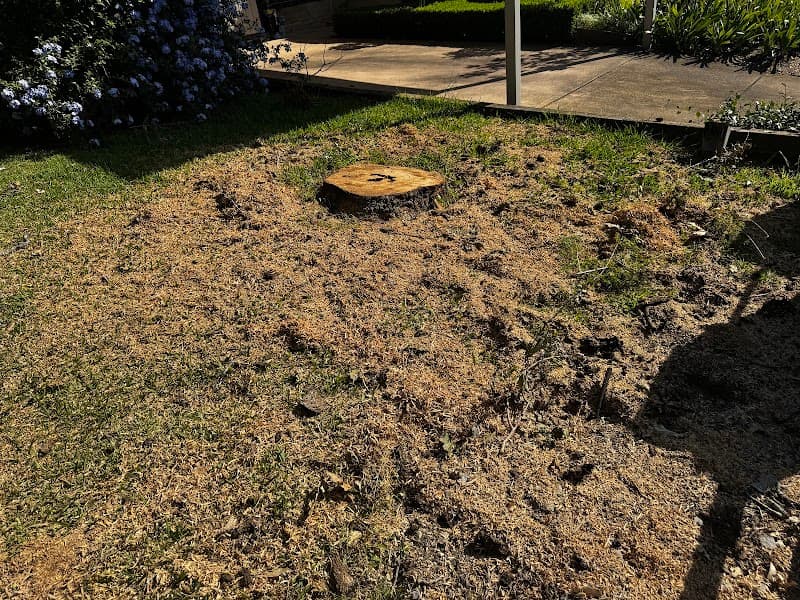 All tree services Canberra and Gosford tree services work in Queanbeyan