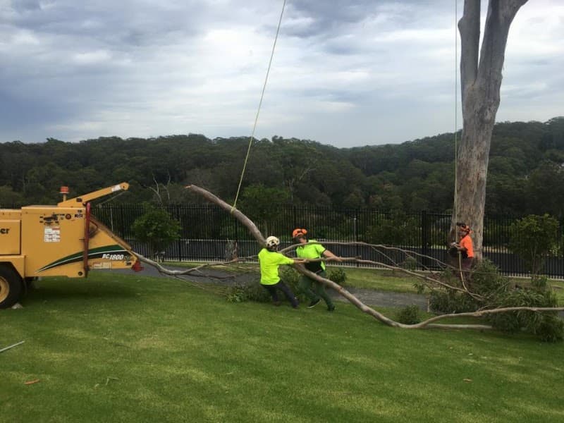 All Tree Solutions tree services work in Holgate