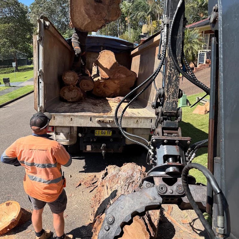 All Tree Solutions tree services work in Holgate