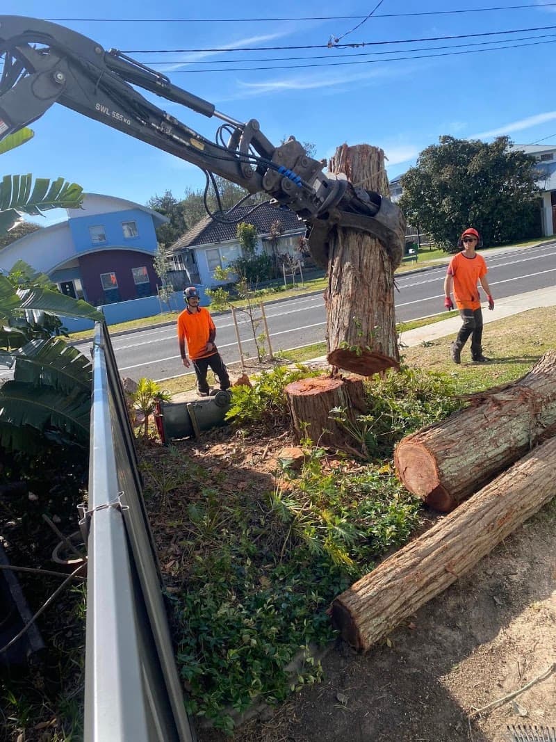 All Tree Solutions tree services work in Holgate
