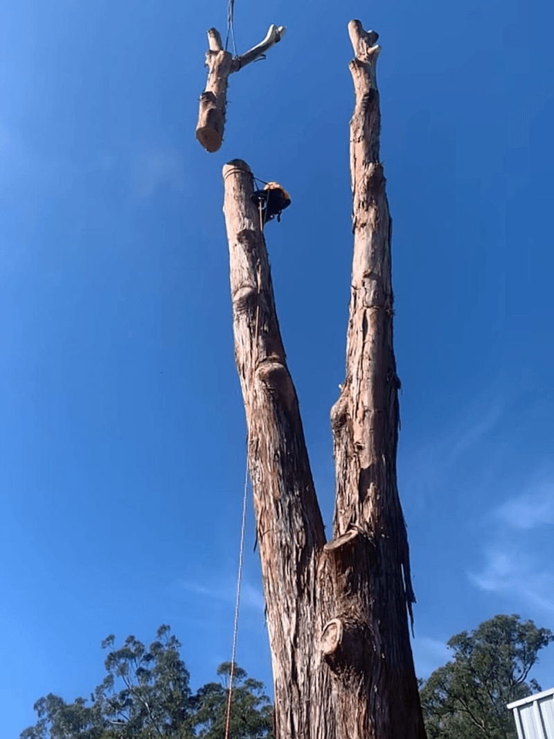 All Tree Solutions tree services work in Holgate