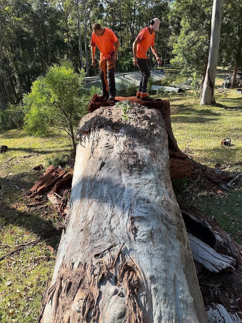 All Tree Solutions tree services work in Holgate