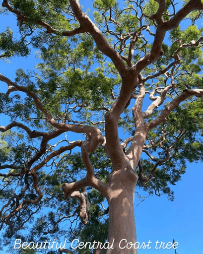 All Tree Solutions tree services work in Holgate