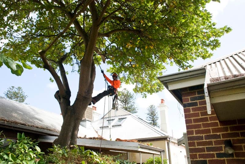 All Trees Perth tree services work in Connolly