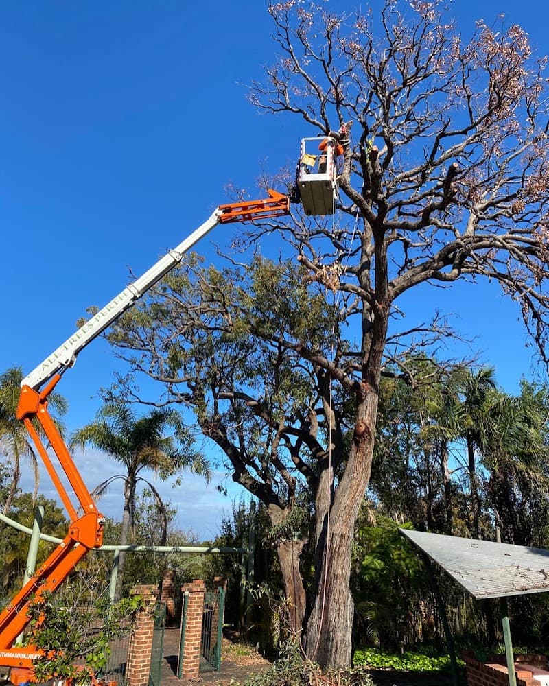 All Trees Perth tree services work in Connolly