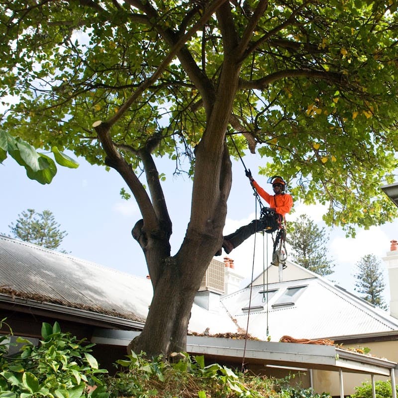 All Trees Perth tree services work in Connolly