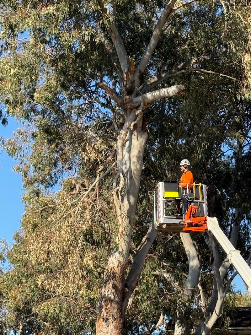 All Trees Perth tree services work in Connolly