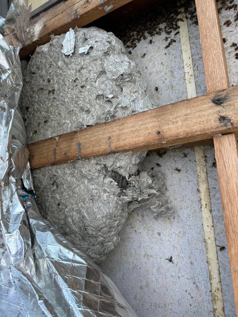 Allaround Pest Control Hobart pest control work in Geilston Bay