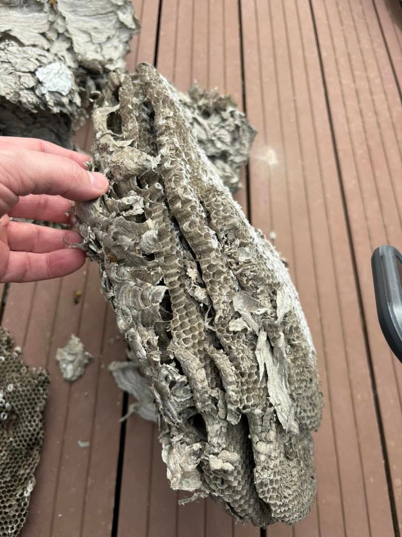 Allaround Pest Control Hobart pest control work in Geilston Bay