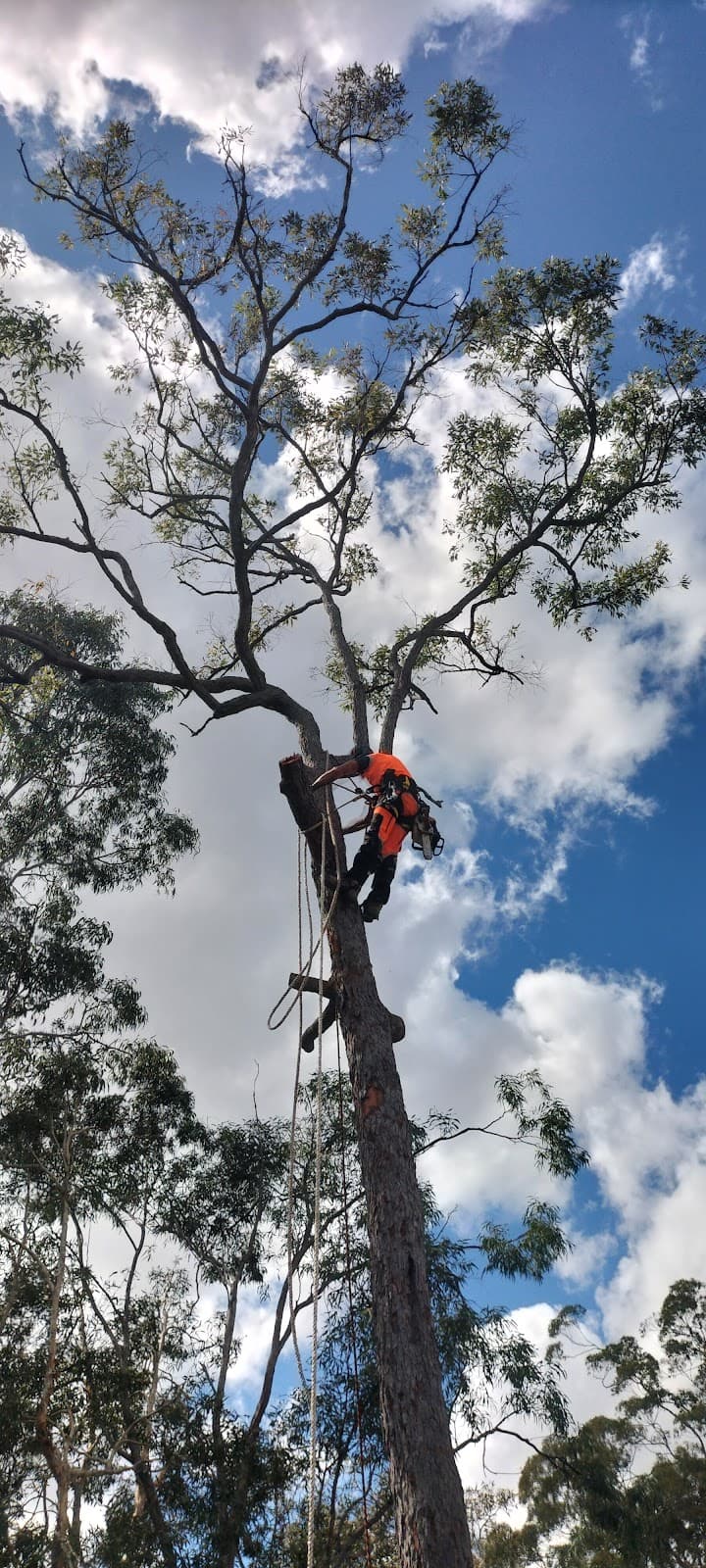 Always joshuas tree services tree services work in Urangan