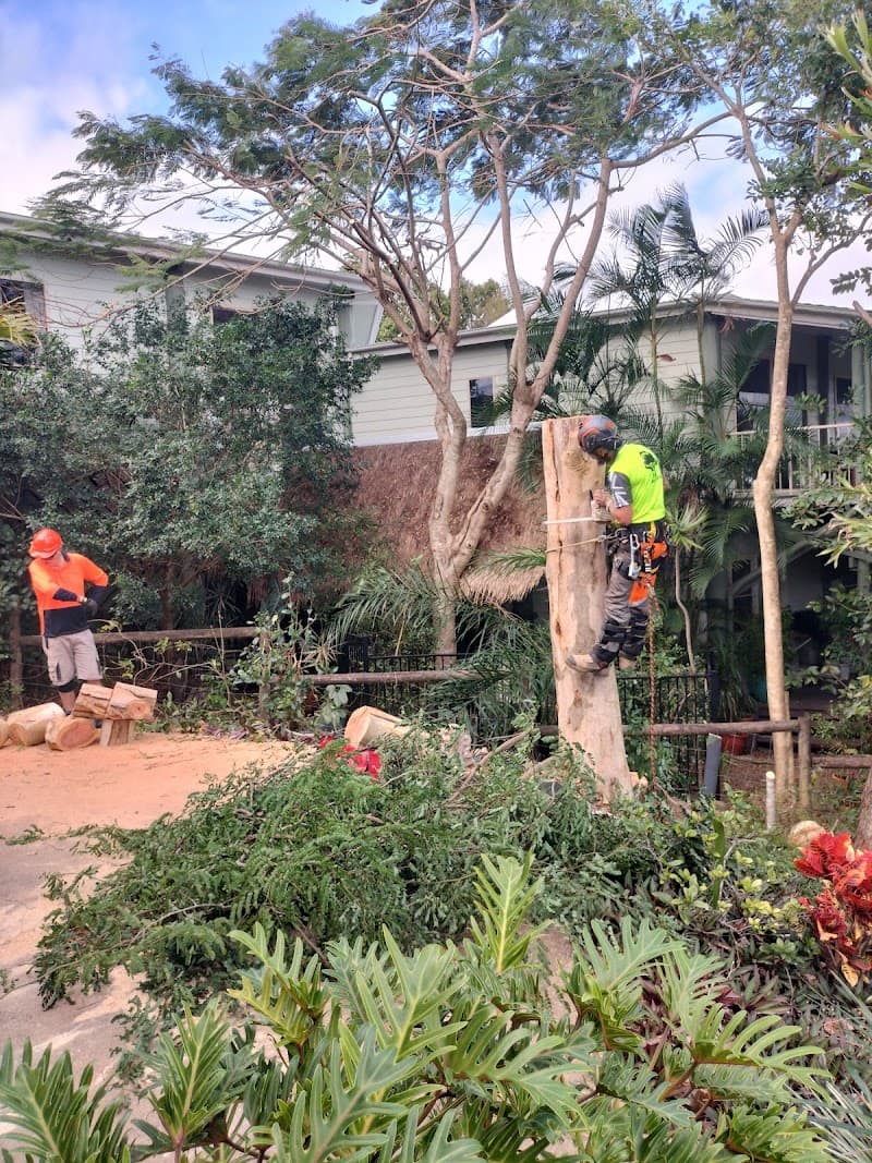 Always joshuas tree services tree services work in Urangan