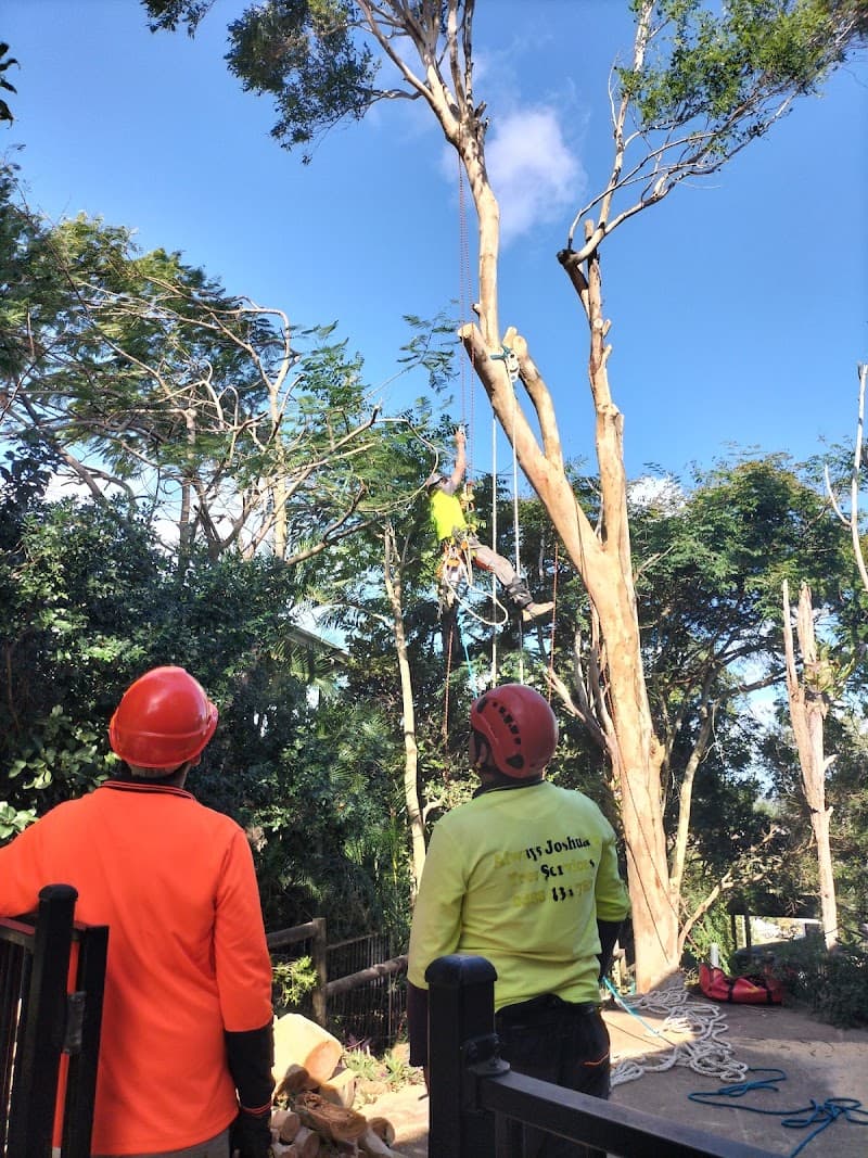 Always joshuas tree services tree services work in Urangan