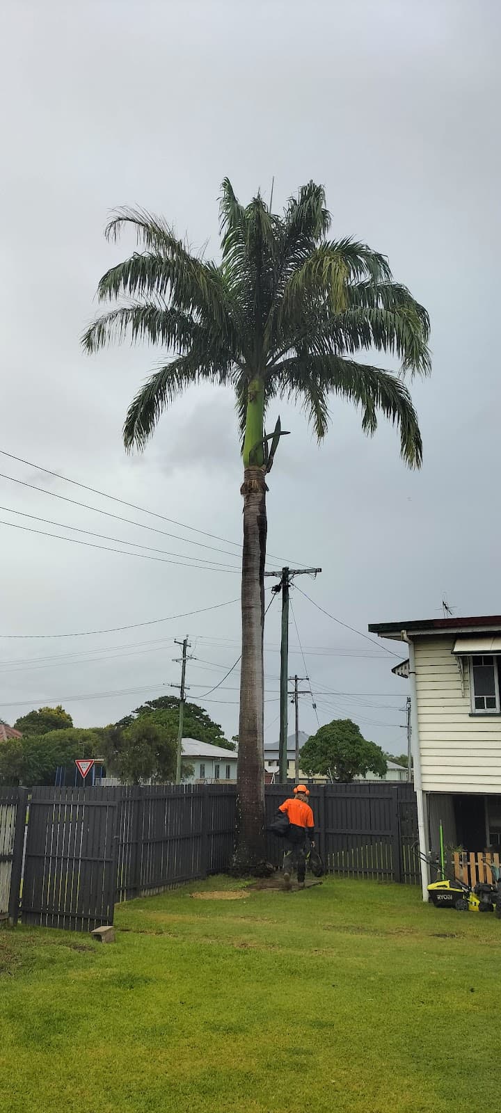 Always joshuas tree services tree services work in Urangan