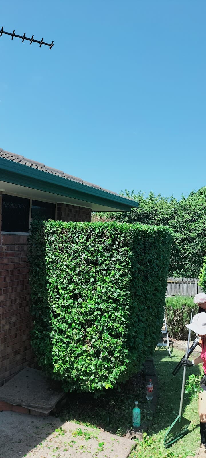 Always joshuas tree services tree services work in Urangan