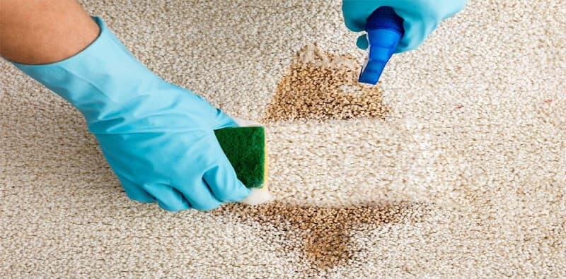 AMS Carpet Cleaning carpet cleaning work in Craigie