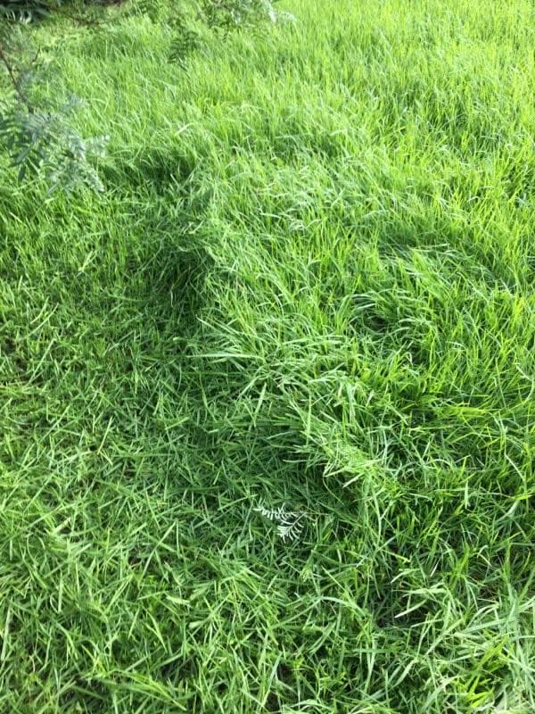 Andersen's Gardening Services gardening work in Mornington