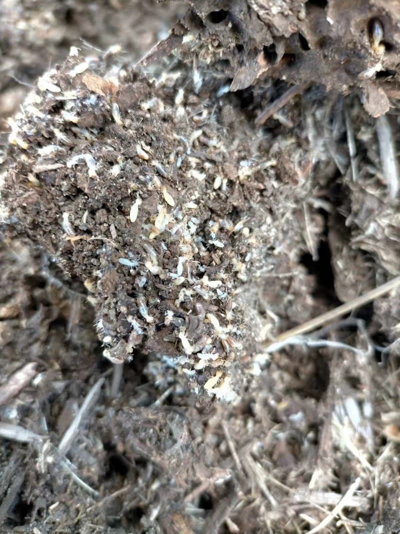 Antermite Pest Control pest control work in Ormiston