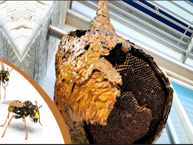 Anthony The Wasp and Bee Man Removal pest control work in Safety Beach