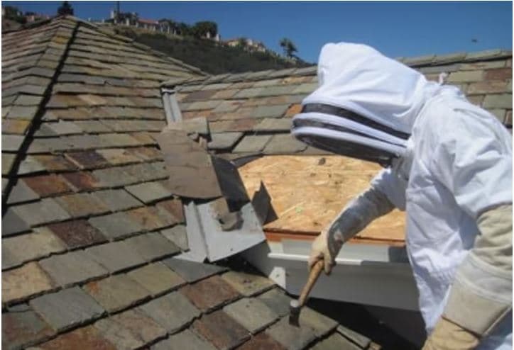 Anthony The Wasp and Bee Man Removal pest control work in Safety Beach