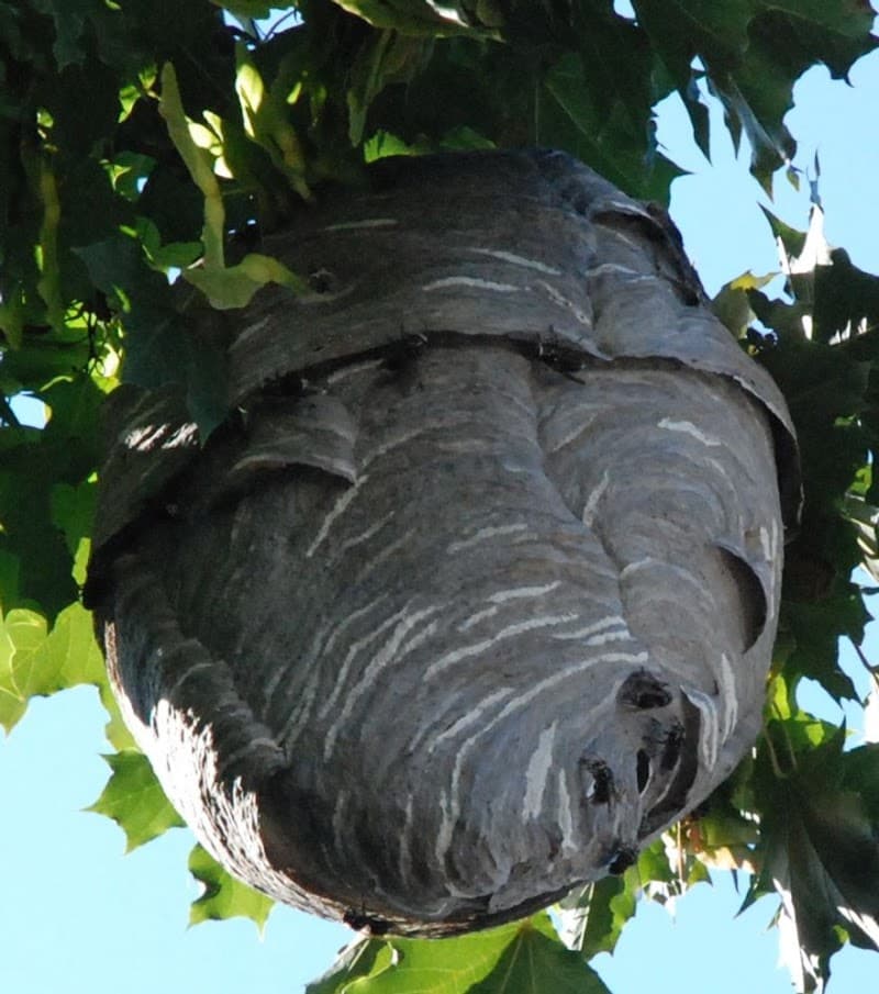 Anthony The Wasp and Bee Man Removal pest control work in Safety Beach