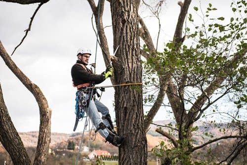 Ants Treeworks Pty Ltd tree services work in Langwarrin