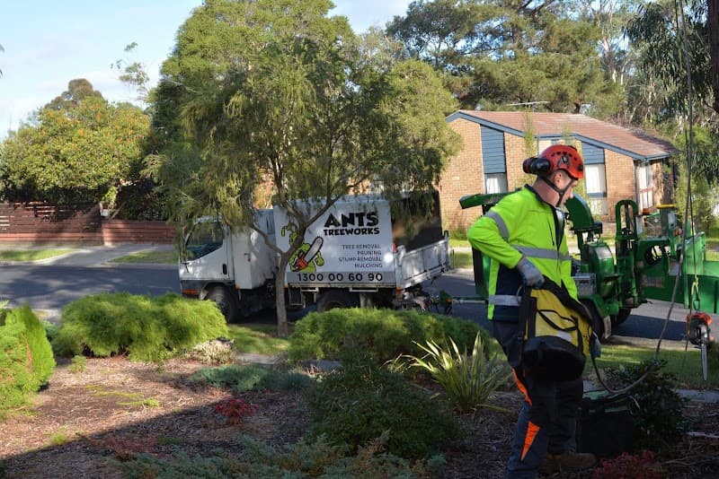 Ants Treeworks Pty Ltd tree services work in Langwarrin