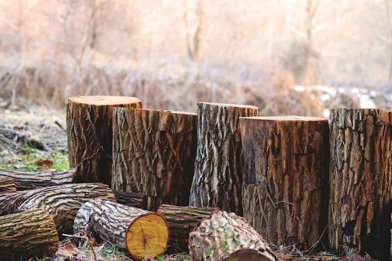 Ants Treeworks Pty Ltd tree services work in Langwarrin