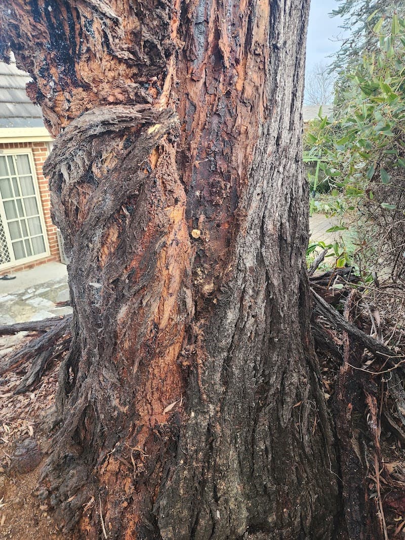 Any Tree Arboriculture - Inny Dean tree services work in Charnwood