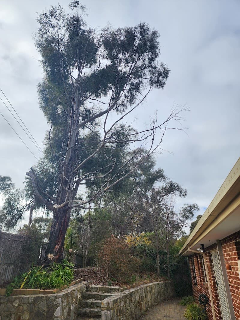 Any Tree Arboriculture - Inny Dean tree services work in Charnwood