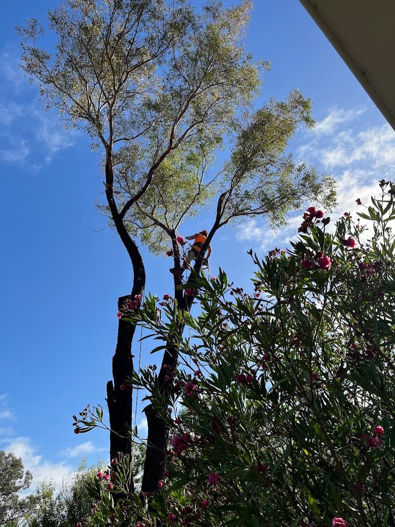 Any Tree Arboriculture - Inny Dean tree services work in Charnwood