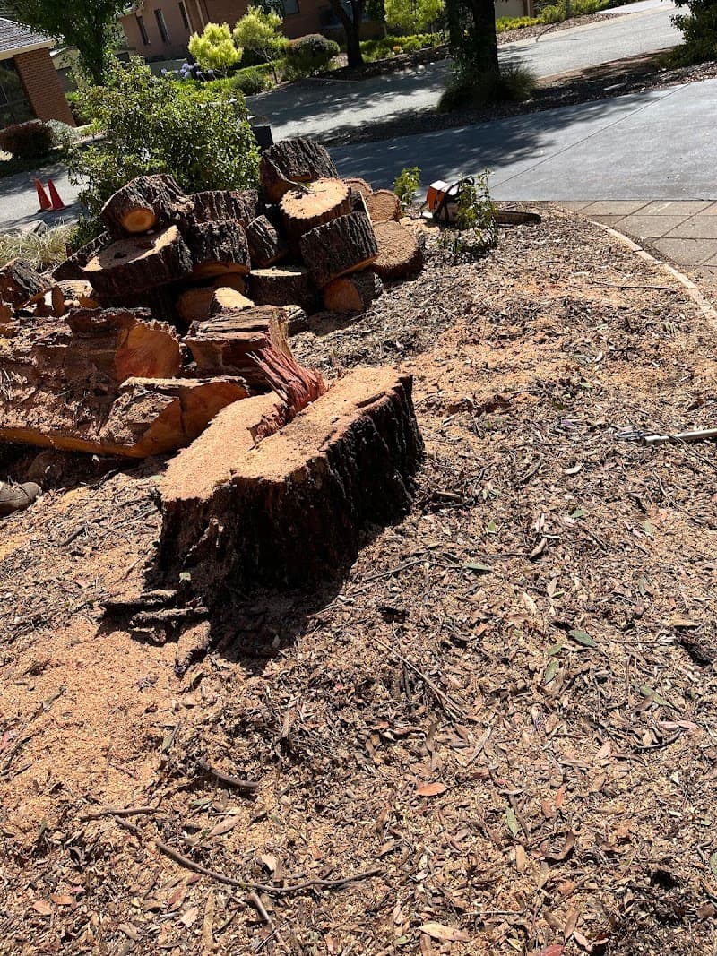 Any Tree Arboriculture - Inny Dean tree services work in Charnwood