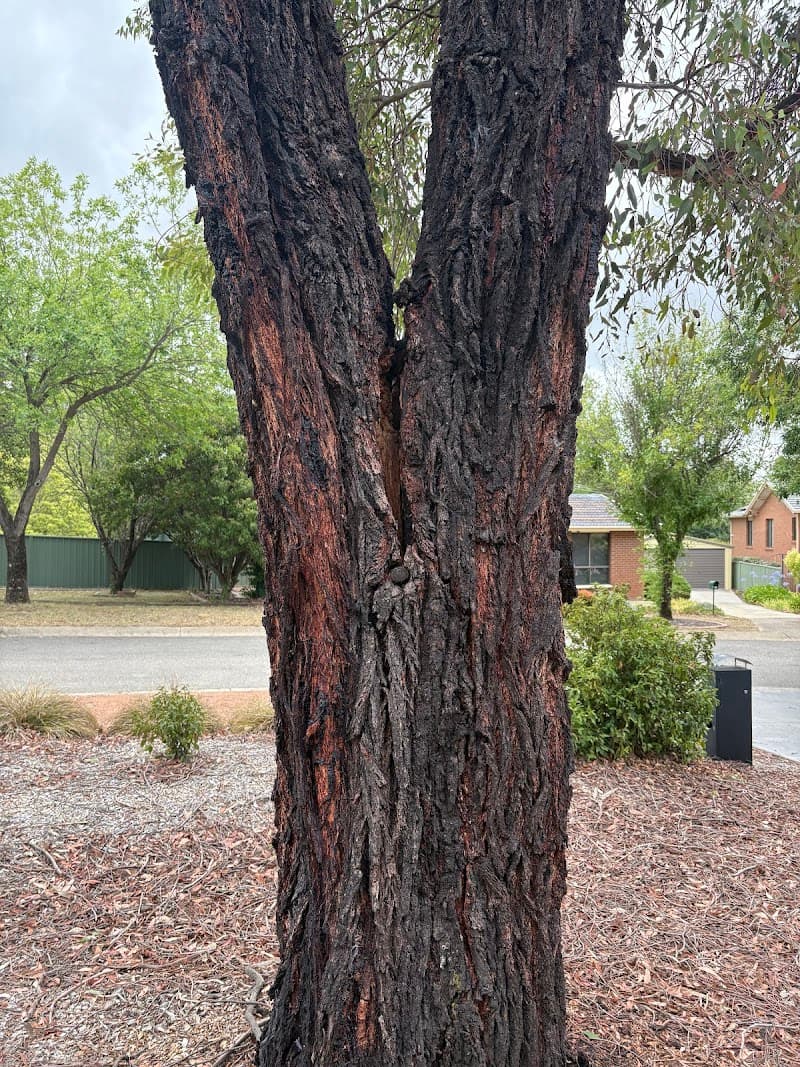 Any Tree Arboriculture - Inny Dean tree services work in Charnwood