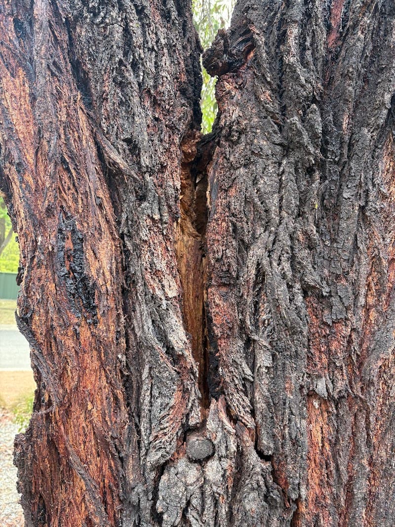 Any Tree Arboriculture - Inny Dean tree services work in Charnwood