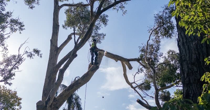 A.P. Tree Management tree services work in Cranbourne
