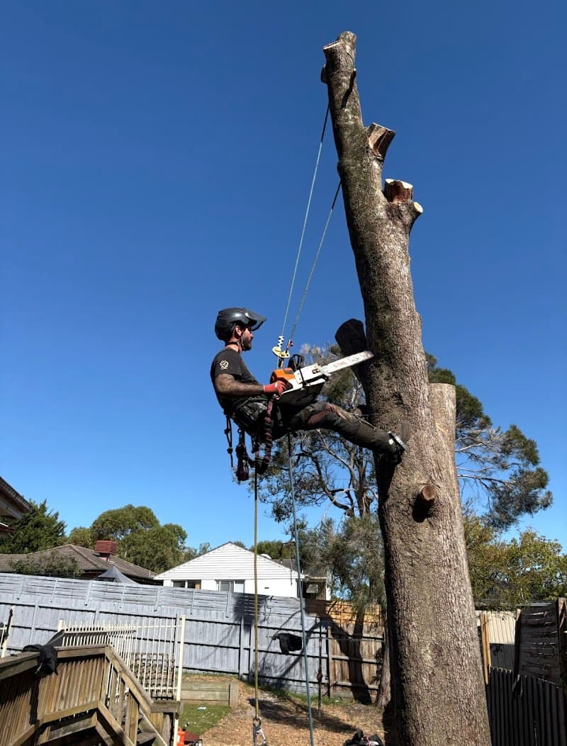 A.P. Tree Management tree services work in Cranbourne