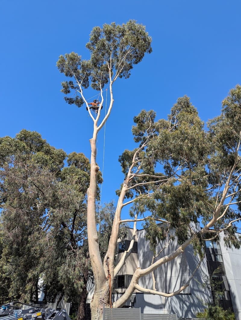 Arbay Tree Services tree services work in Seaford