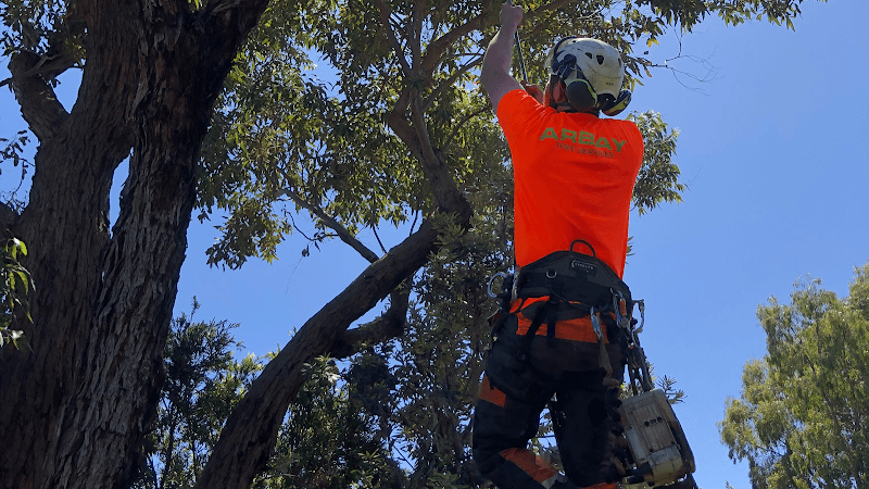 Arbay Tree Services tree services work in Seaford