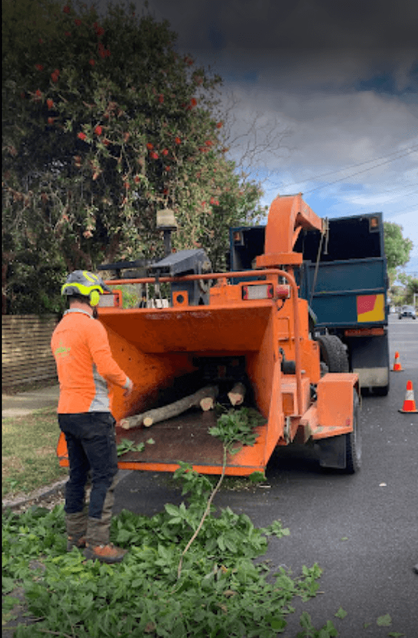 Arbay Tree Services tree services work in Seaford