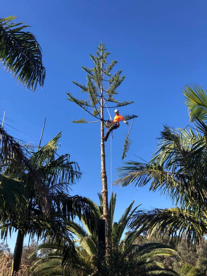 Arbay Tree Services tree services work in Seaford