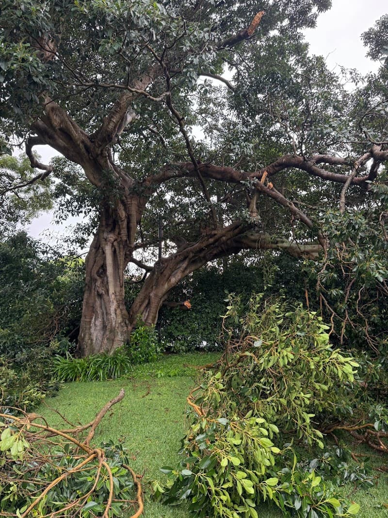 Arbor Co Tree Services tree services work in Freshwater