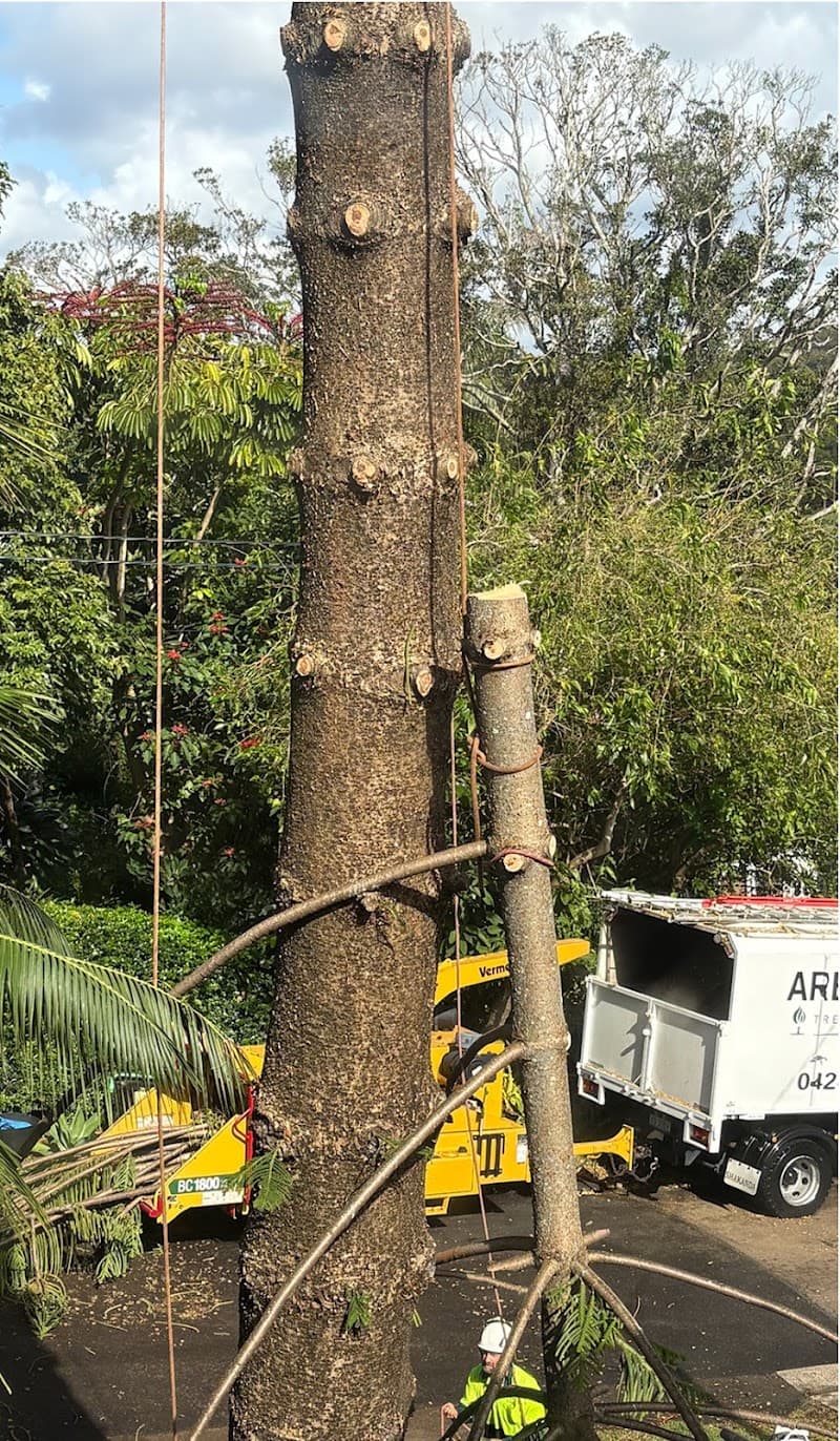Arbor Co Tree Services tree services work in Freshwater