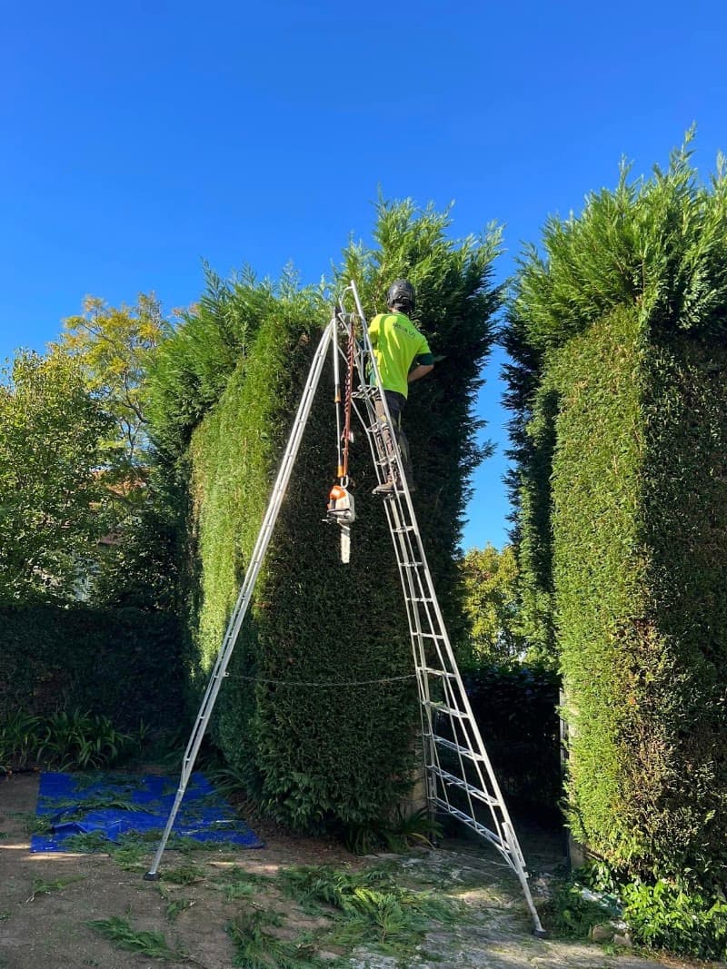 Arbor Co Tree Services tree services work in Freshwater